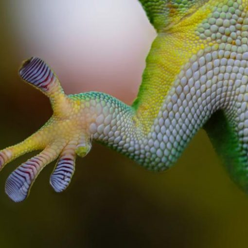 gekko_stockvault pixabay