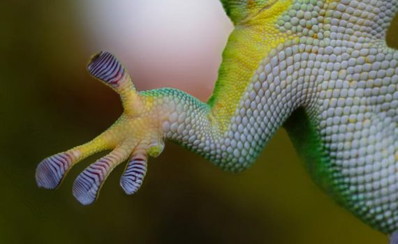 gekko_stockvault pixabay